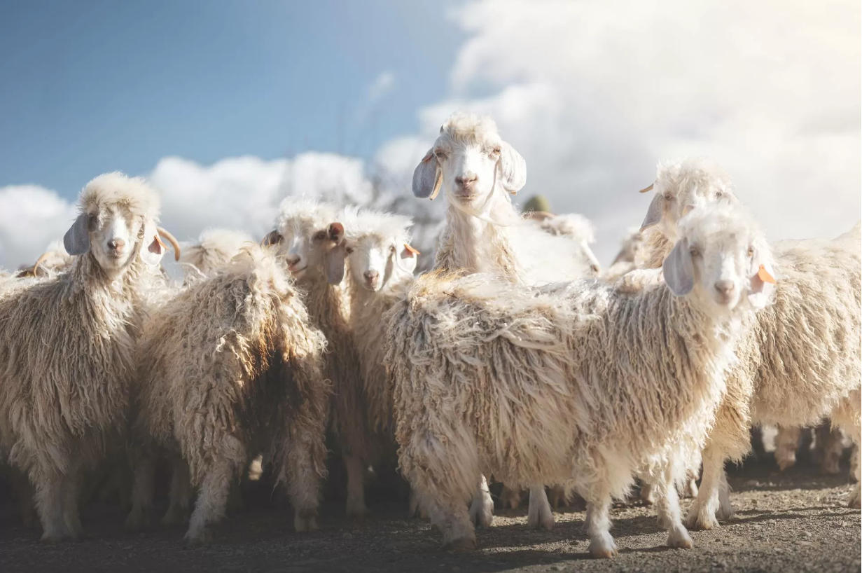 Merino Wool: Comfort Meets Fire-Resistance
